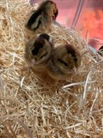 Cream legbar kuikens, Meerdere dieren, Kip