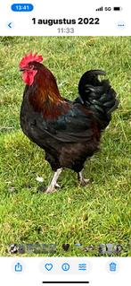 Marans zwart koper hals broedeieren €1,50, Dieren en Toebehoren, Pluimvee, Geslacht onbekend, Kip