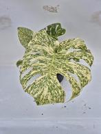Monstera Thai Constellation Starlight - Zeldzame Variegatie, Ophalen of Verzenden, Halfschaduw, Minder dan 100 cm