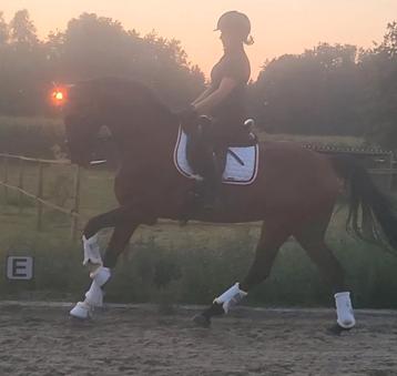 10 jr z2 merrie  beschikbaar voor biedingen