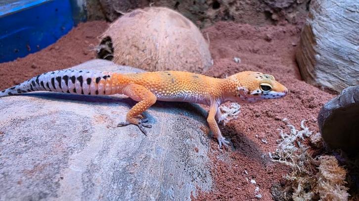 Tangerine Luipaardgekko - Prijs: €75 per stuk