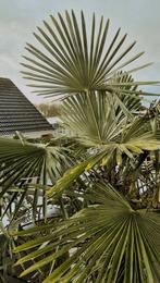 3 Trachycarpus Chinese waaierpalm palmbomen mt blauwwit blad, Tuin en Terras, Planten | Bomen, Ophalen of Verzenden, Zomer, Volle zon