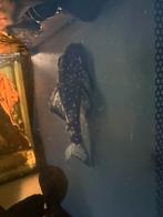 L102 wildvang, Dieren en Toebehoren, Vissen | Aquariumvissen, Vis