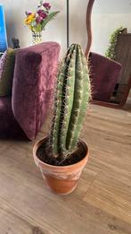 Grote cactus, Ophalen, Cactus, Volle zon, Minder dan 100 cm