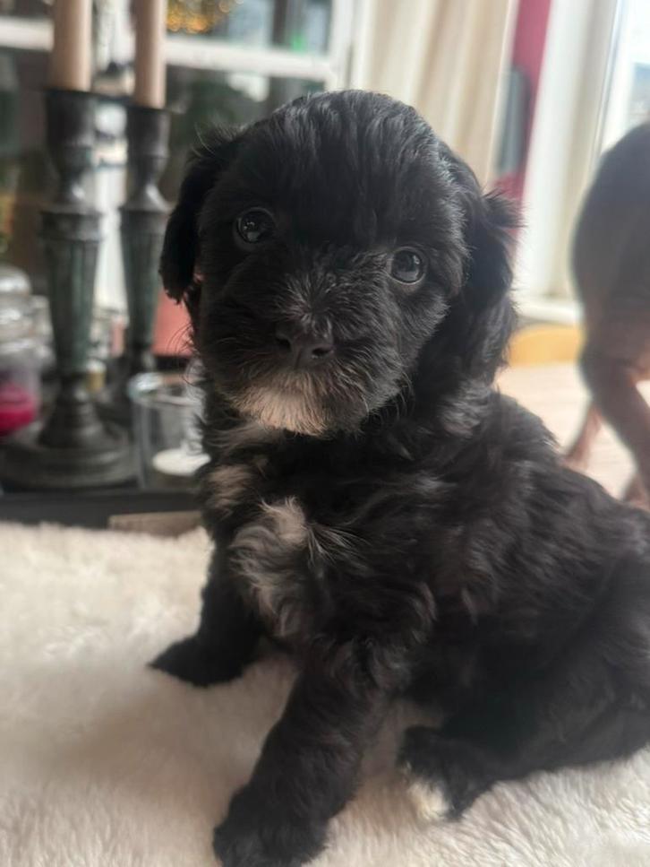 Chinese naakthond en powderpuff pups met stamboom, Dieren en Toebehoren, Honden | Chihuahua's en Gezelschapshonden, Teef, Overige rassen