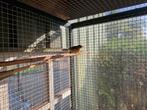 zilveroor nachtegaal  man, Dieren en Toebehoren, Vogels | Overige Vogels, Mannelijk, Wildzangvogel, Geringd
