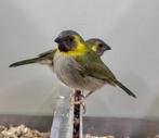 Cubavinken, Meerdere dieren