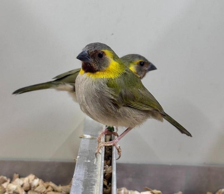Cubavinken, Dieren en Toebehoren, Vogels | Overige Vogels, Meerdere dieren