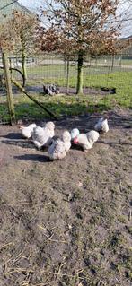 Te koop broedeieren van de Cochin zilvergrijs, Dieren en Toebehoren, Pluimvee, Geslacht onbekend, Kip