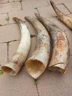 Vintage Hoorns - Decoratief, Ophalen of Verzenden, Gebruikt, Boerderijdier, Gewei of Kop