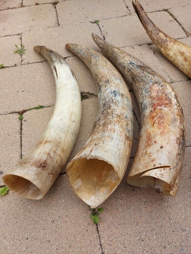 Vintage Hoorns - Decoratief, Verzamelen, Dierenverzamelingen, Gebruikt, Gewei of Kop, Boerderijdier, Ophalen of Verzenden