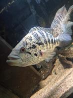 Grote jaguar cichliden koppel., Dieren en Toebehoren, Vissen | Aquariumvissen, Vis
