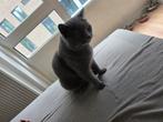 Kort britse haar kater, Kater