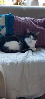 Gratis ophalen., Dieren en Toebehoren, Katten en Kittens | Overige Katten, Kater