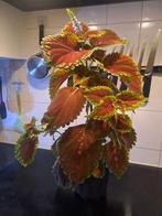 kamerplanten, Tuin en Terras, Bloempotten, Ophalen, Overige materialen, Gebruikt, Rond