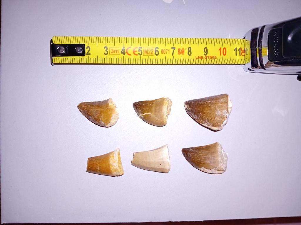 6 mosasaurus tandjes, Ophalen of Verzenden