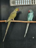 Halsbandparkiet | Aqua groen man x Blauwe pop, Dieren en Toebehoren, Vogels | Parkieten en Papegaaien, Meerdere dieren, Parkiet