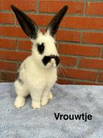Duitse Reus x Nederlandse dwerg Hangoor, Dieren en Toebehoren, Konijnen, Meerdere dieren, Groot, Hangoor