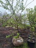Reine Victoria Pruimenbomen 6 jaar, Ophalen, In pot, Appelboom, Lente