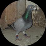 Te koop postduif doffer, Dieren en Toebehoren, Vogels | Duiven, Mannelijk, Postduif