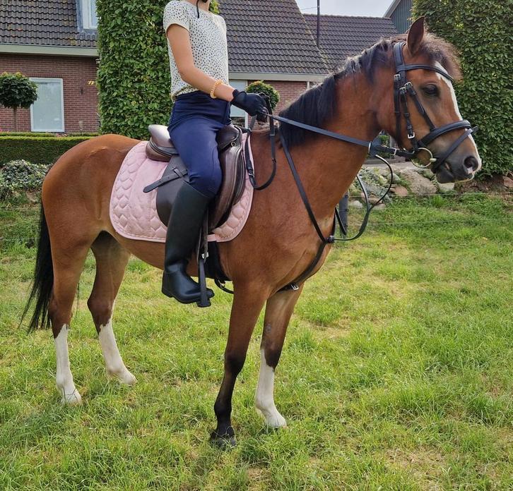 Mooie 5 jarige Welsh pony, Dieren en Toebehoren, Pony's, Merrie, Zadelmak, B pony (1.17m tot 1.27m), 3 tot 6 jaar, Gechipt