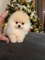 Pomeriaan, Rabiës (hondsdolheid), 8 tot 15 weken, Buitenland, Eén hond