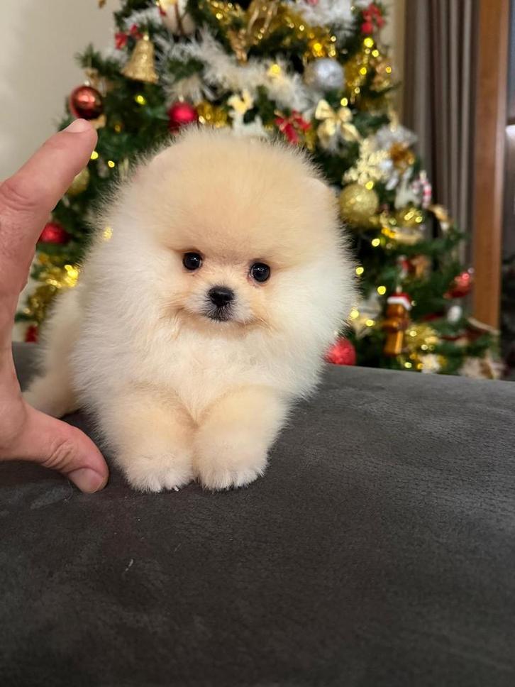 Pomeriaan, Dieren en Toebehoren, Honden | Poolhonden, Keeshonden en Oertypen, Reu, Overige rassen, Fokker | Professioneel, Eén hond