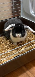 lieve vrouwtje hangoor konijn met kooi tekoop, Dieren en Toebehoren, Konijnen, Vrouwelijk, Middelgroot, 0 tot 2 jaar