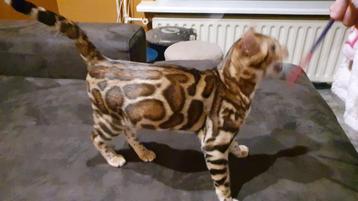 Lieve Bengaal kater en poes 9 mnd mooi patroon glitter beschikbaar voor biedingen
