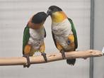 Koppel zwartkop caiques, Dieren en Toebehoren, Vogels | Parkieten en Papegaaien, Meerdere dieren, Papegaai, Geringd