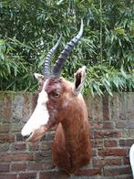 Opgezette kop blesbok taxidermy opgezet afrika schedel jacht, Ophalen, Wild dier, Gewei of Kop