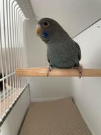 Blauwe BF, Dieren en Toebehoren, Mannelijk, Parkiet