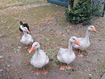 Raszuivere Frankische landgans landganzen kweek 2025 gans

 beschikbaar voor biedingen