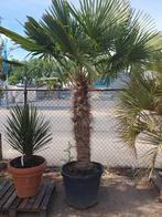 Palmbomen/ palmboom, 100 tot 250 cm, Zomer, Palmboom, Ophalen