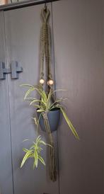 Plantenhangers macramé, Huis en Inrichting, Kamerplanten, Ophalen of Verzenden, Halfschaduw, Minder dan 100 cm