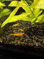 Gele garnalen, Dieren en Toebehoren, Vissen | Aquariumvissen, Kreeft, Krab of Garnaal