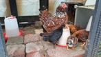 Wyandotte kriel 9 kuikens, Dieren en Toebehoren, Meerdere dieren, Kip