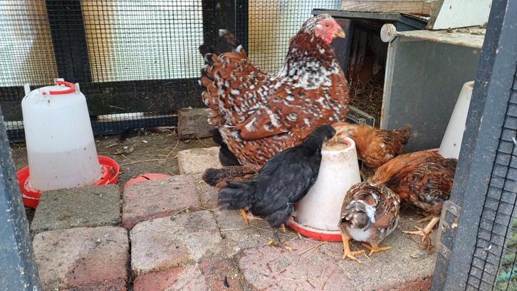 Wyandotte kriel 9 kuikens, Dieren en Toebehoren, Pluimvee, Kip, Meerdere dieren
