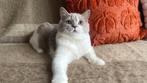 Zoey - British Shorthair kitten, lilac & white, poes, TICA, Dieren en Toebehoren, Katten en Kittens | Raskatten | Korthaar, Poes
