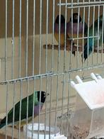 4 volwassenen natuur broed poppen, Vrouwelijk