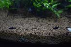 Black molly's jonge  vissen - visjes, Vis, Zoetwatervis