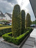 Zuilbomen beuken, steentjes, blokken border, illex struikjes, Ophalen, Beukenhaag, Haag, 100 tot 250 cm