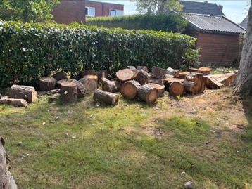 Hout gratis ophalen (spar) beschikbaar voor biedingen