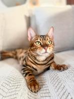 Twee Bengaal zusjes zoeken een hele fijne thuis, Dieren en Toebehoren, Poes, Gechipt, 0 tot 2 jaar