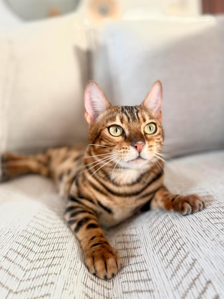 Twee Bengaal zusjes zoeken een hele fijne thuis, Dieren en Toebehoren, Katten en Kittens | Raskatten | Korthaar, Poes, 0 tot 2 jaar