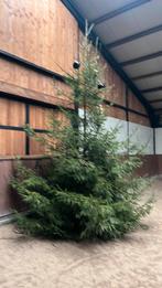 Grote kerstboom 5 meter, Diversen, Kerst, Ophalen