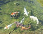 10 mooie Koi Karpers, Karper of Koi