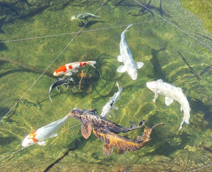 10 mooie Koi Karpers, Dieren en Toebehoren, Vissen | Vijvervissen, Karper of Koi