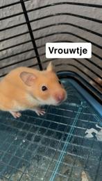 Hamstertjes, Dieren en Toebehoren, Knaagdieren, Hamster, Juli, Meerdere dieren, Tam
