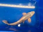 Mukashi Ogon, 50+ cm, Dieren en Toebehoren, Vissen | Vijvervissen, Karper of Koi